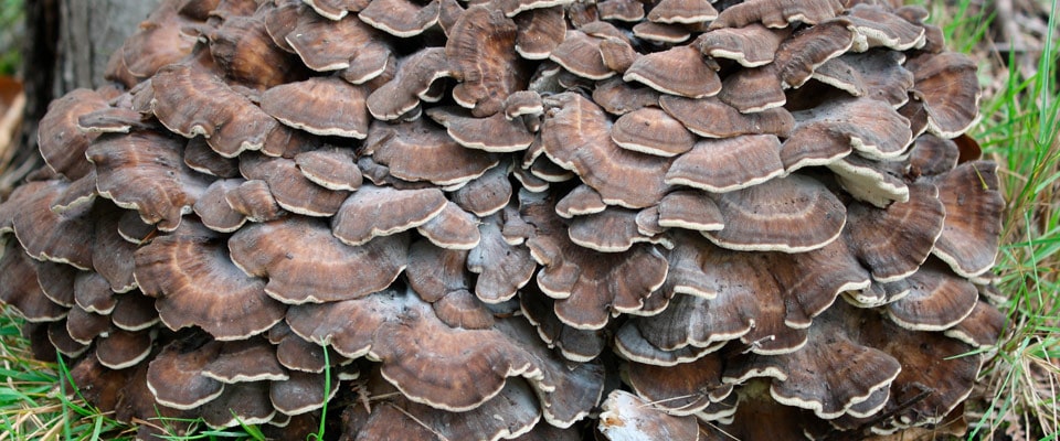 grifola frondosa