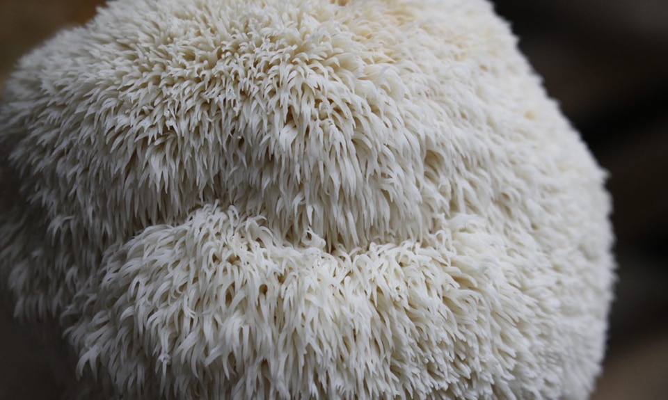 Hericium erinaceus champignon medicinal