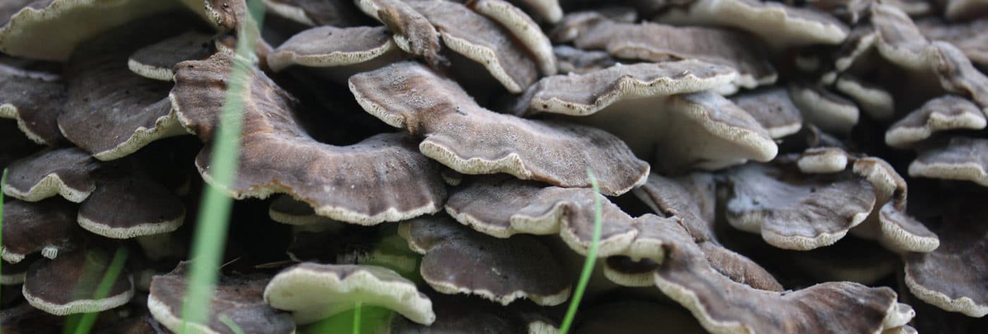 champignon médicinaux hifas da terra