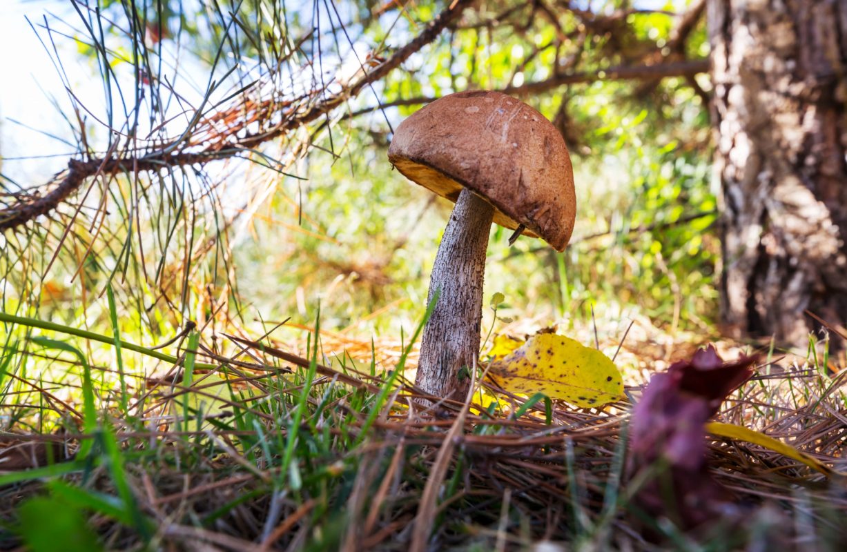 champignon foret et mycorhization