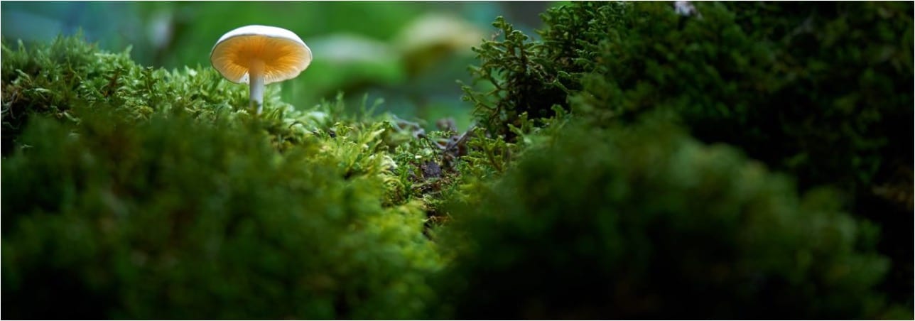 forêts et champignons bannière