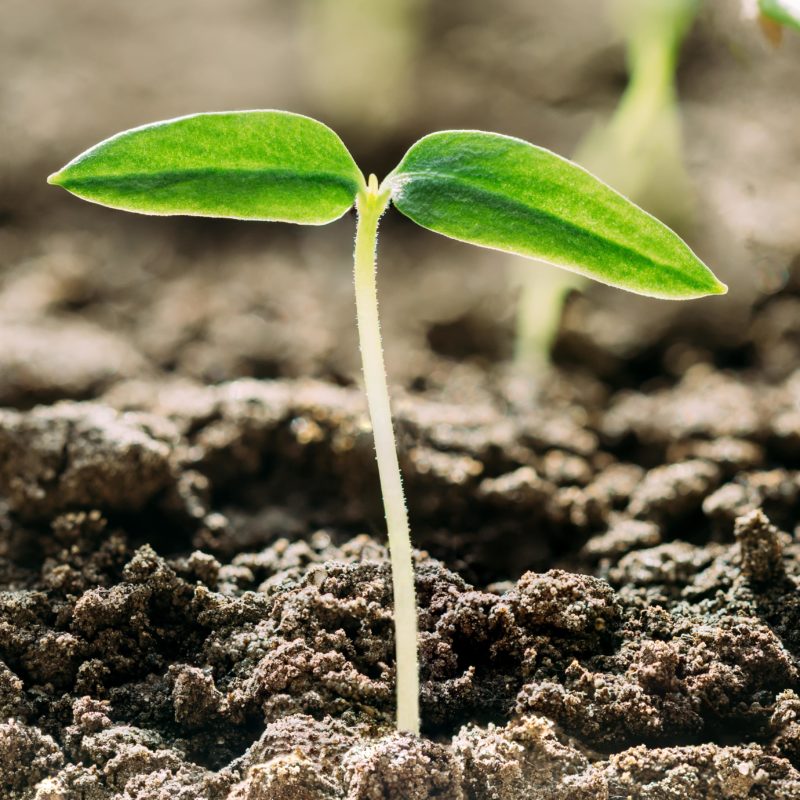 petite plante origine de la vie