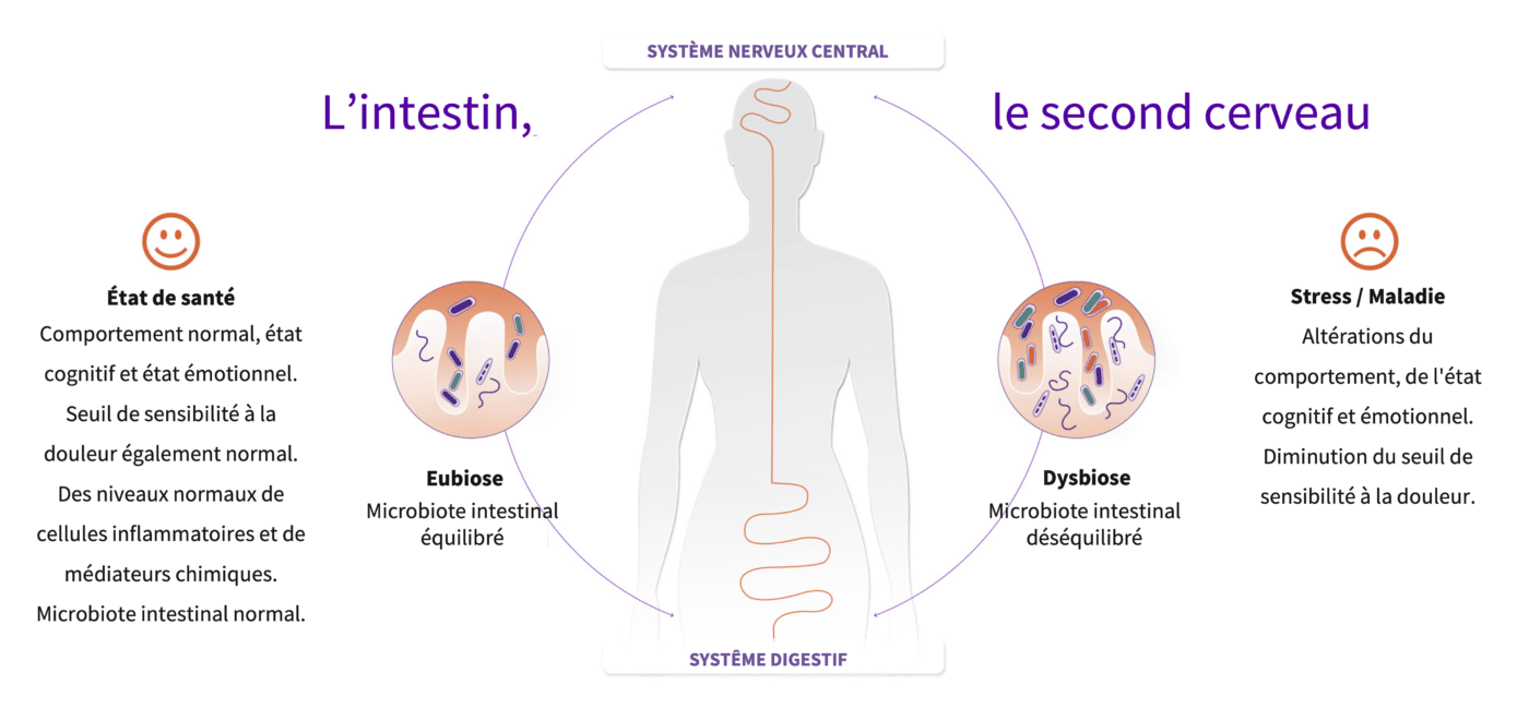 L'intestin, second cerveau