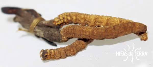 Cordyceps sinensis