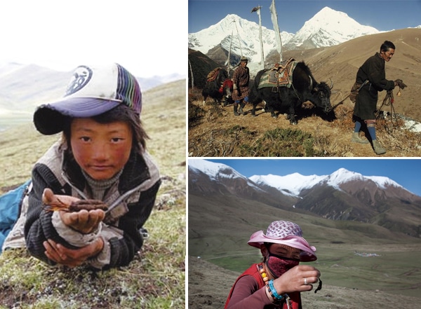 Cordyceps yak tibet