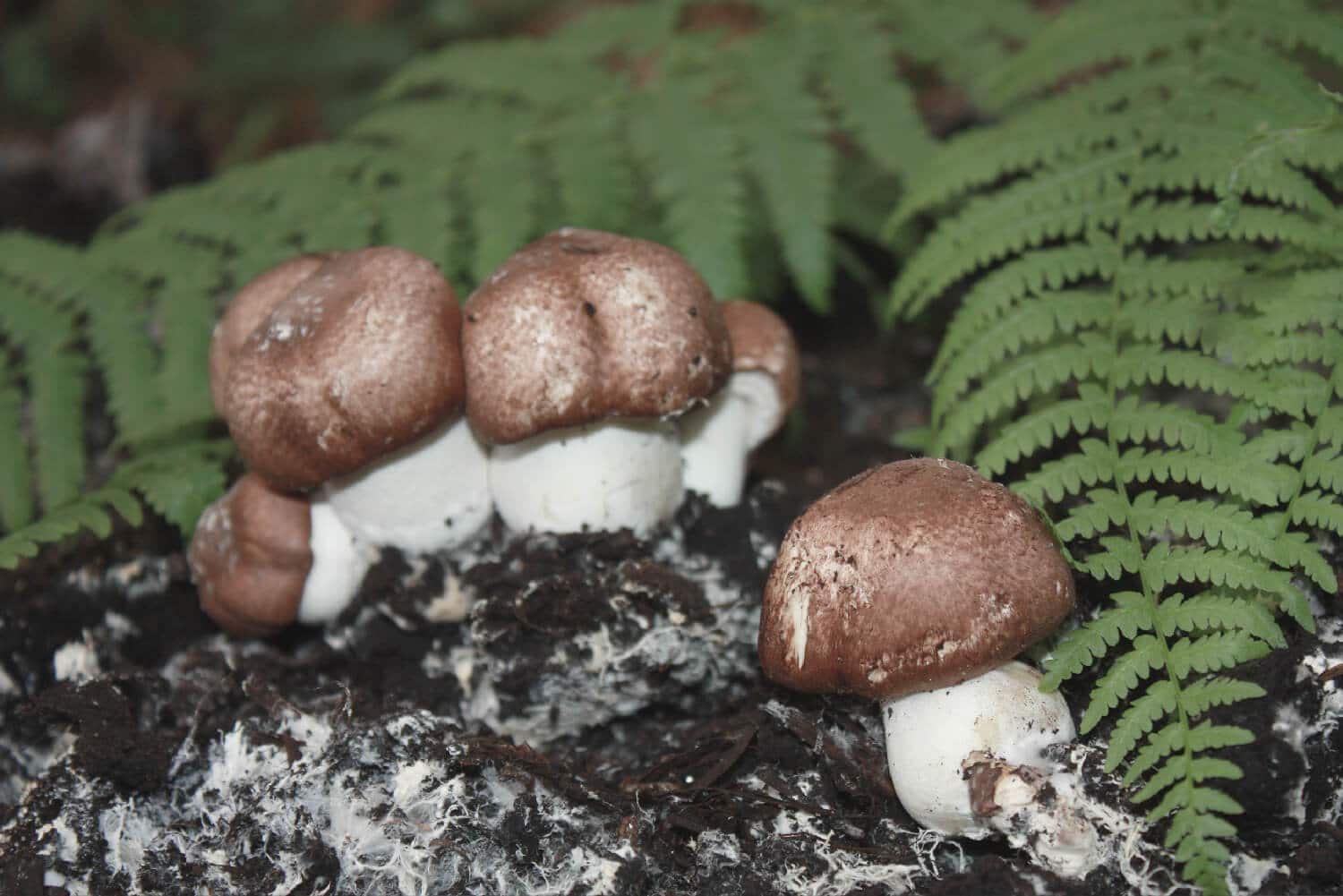 Champignons et mycélium d'agaricus blazei