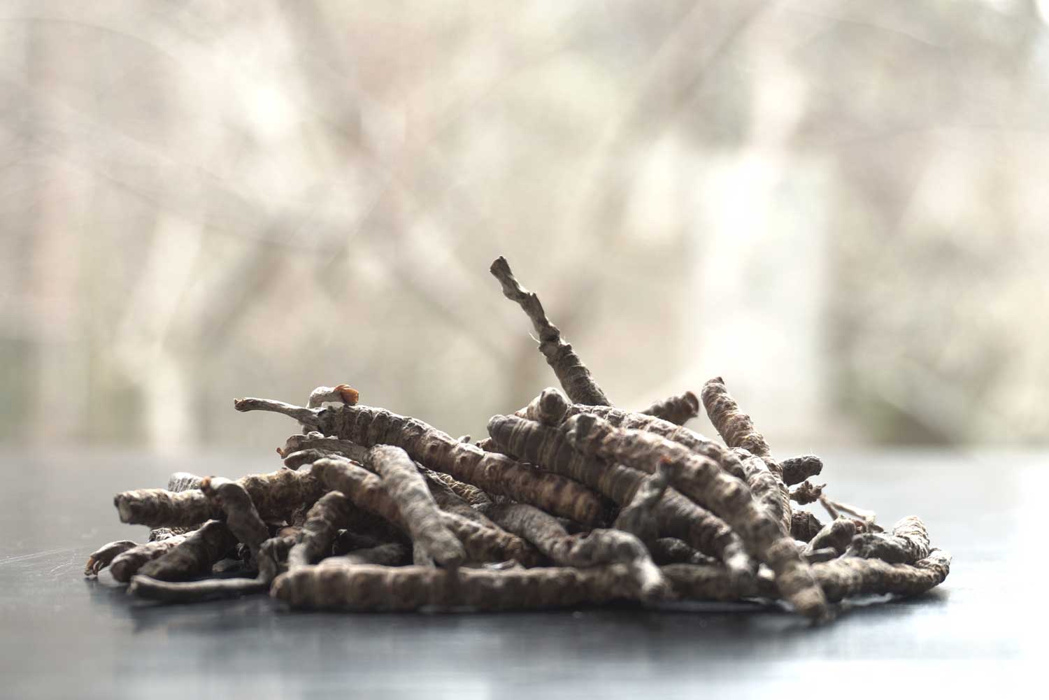 Pile de sporophores de Cordyceps