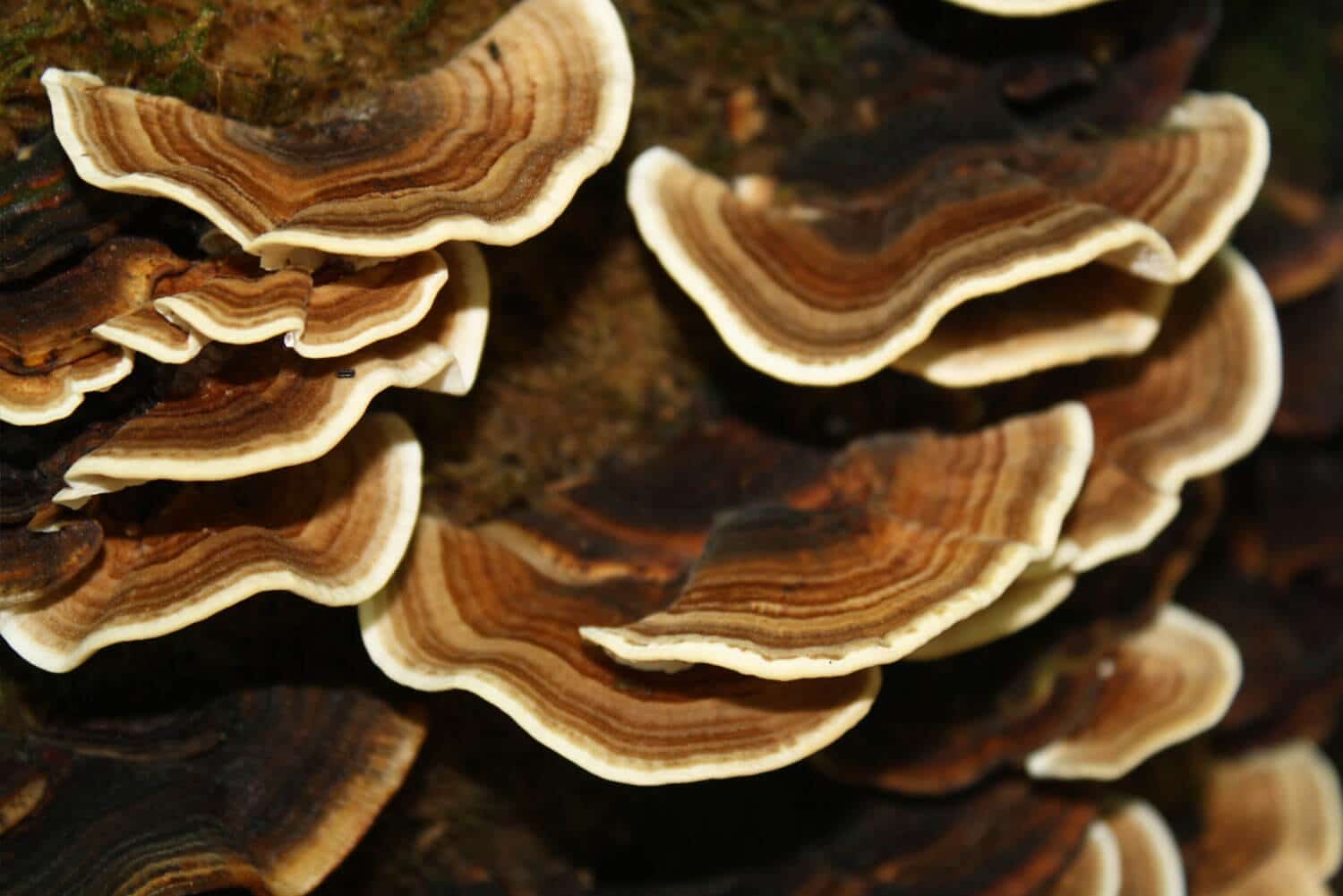 Coriolus versicolor sur un arbre