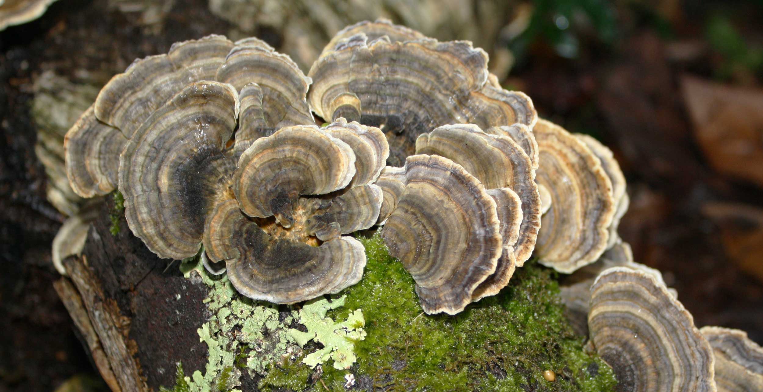 Coriolus versicolor sur un arbre