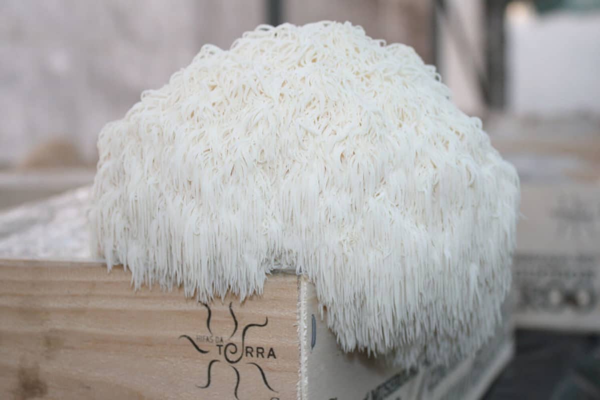 Hericium erinaceus hifas da terra