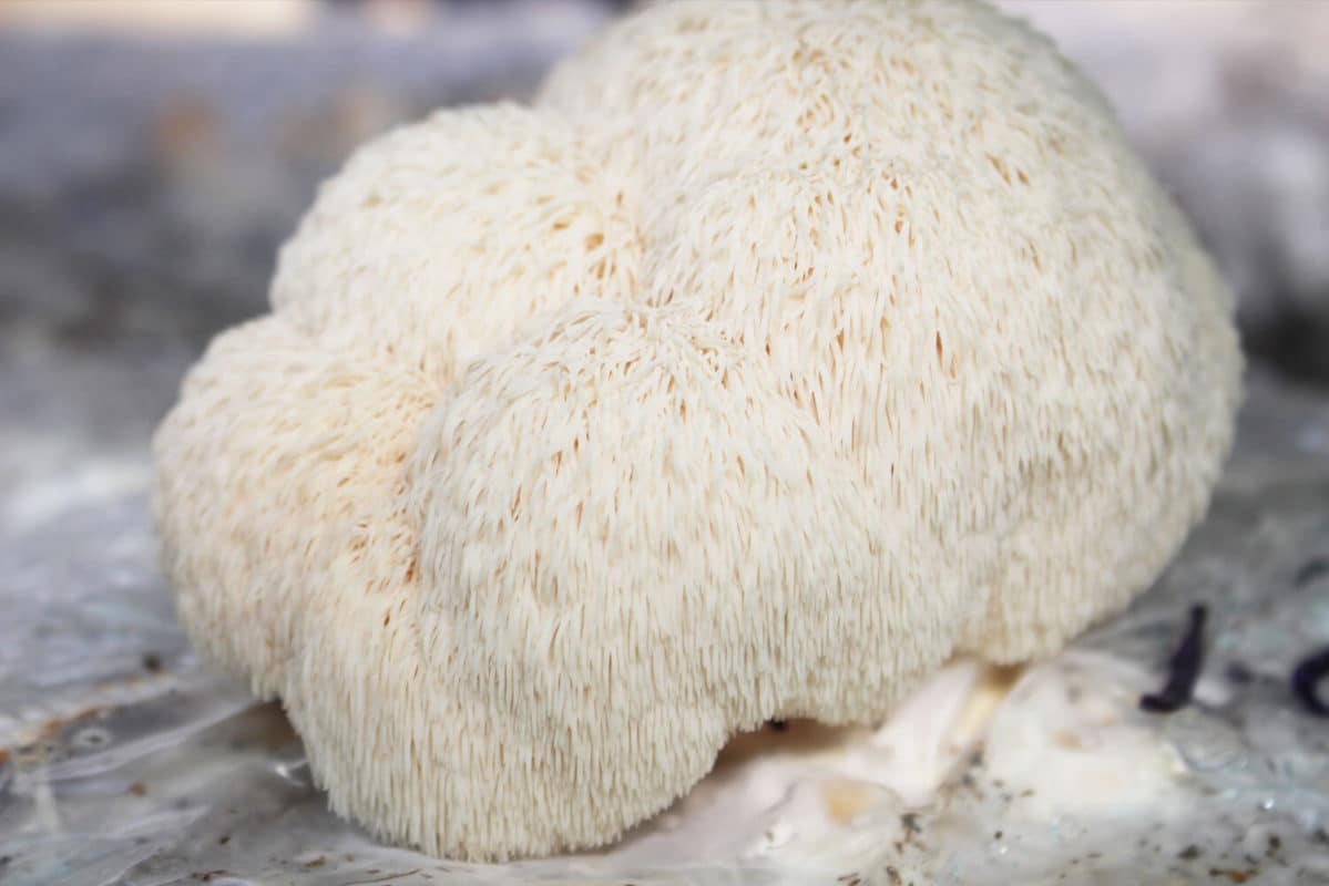 Hericium erinaceus crinière de lion