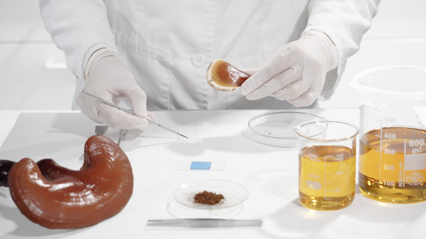 Analyse reishi laboratoire