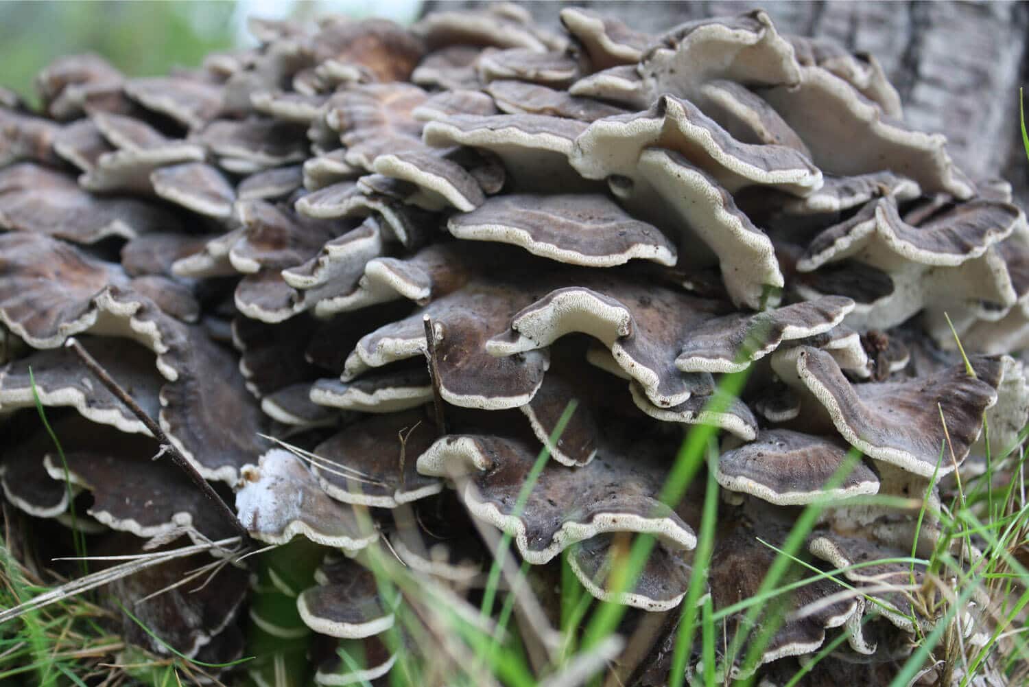 Sporophore Maitake dans la nature