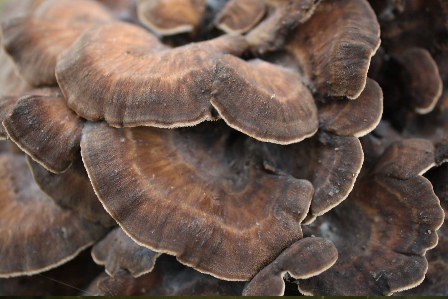 carpophore de maitake