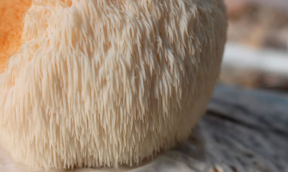 Sporophore hericium erinaceus champignon médicinal