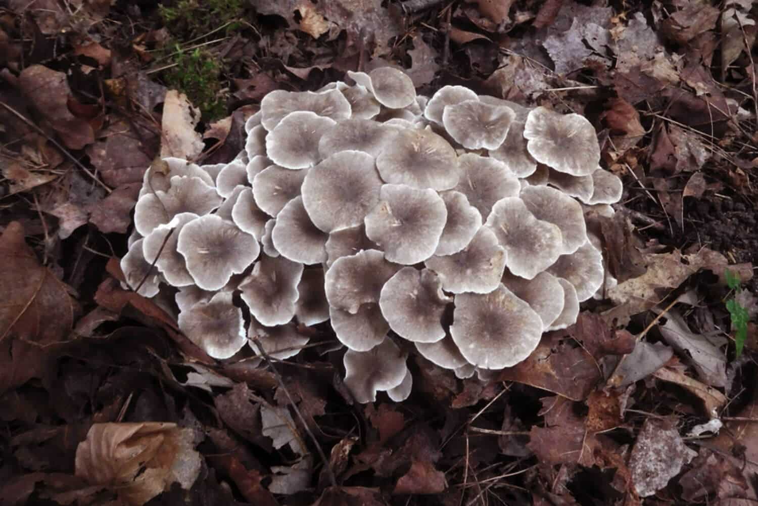 Champignon polyporus umbellatus