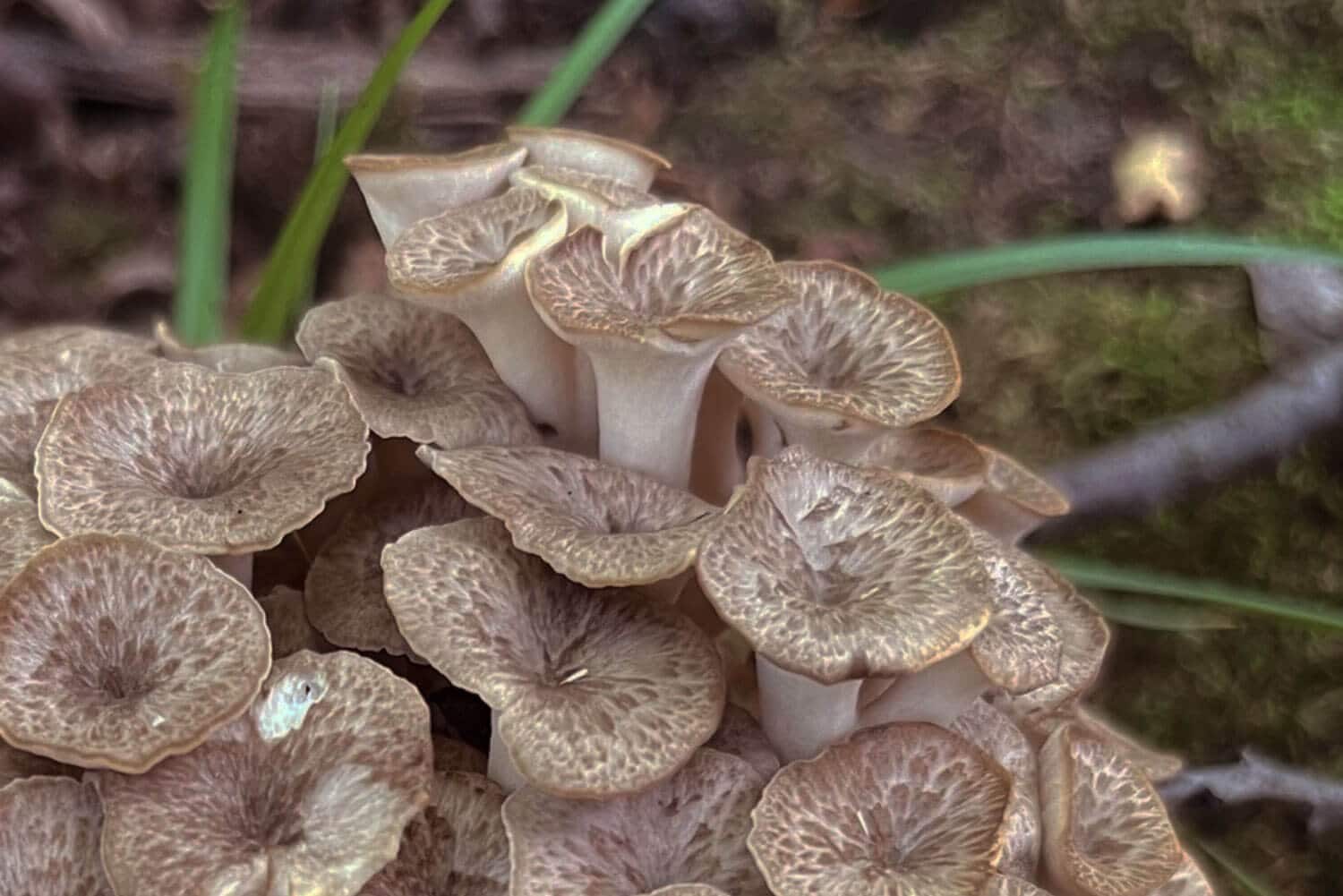 Champignon polyporus umbellatus