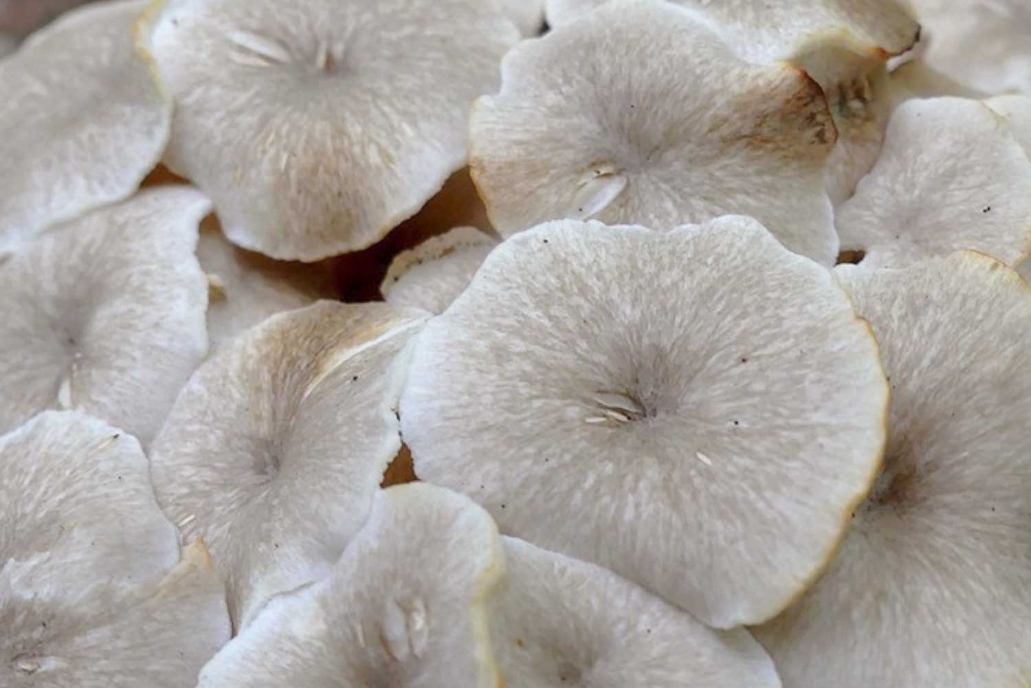 Champignon polyporus umbellatus