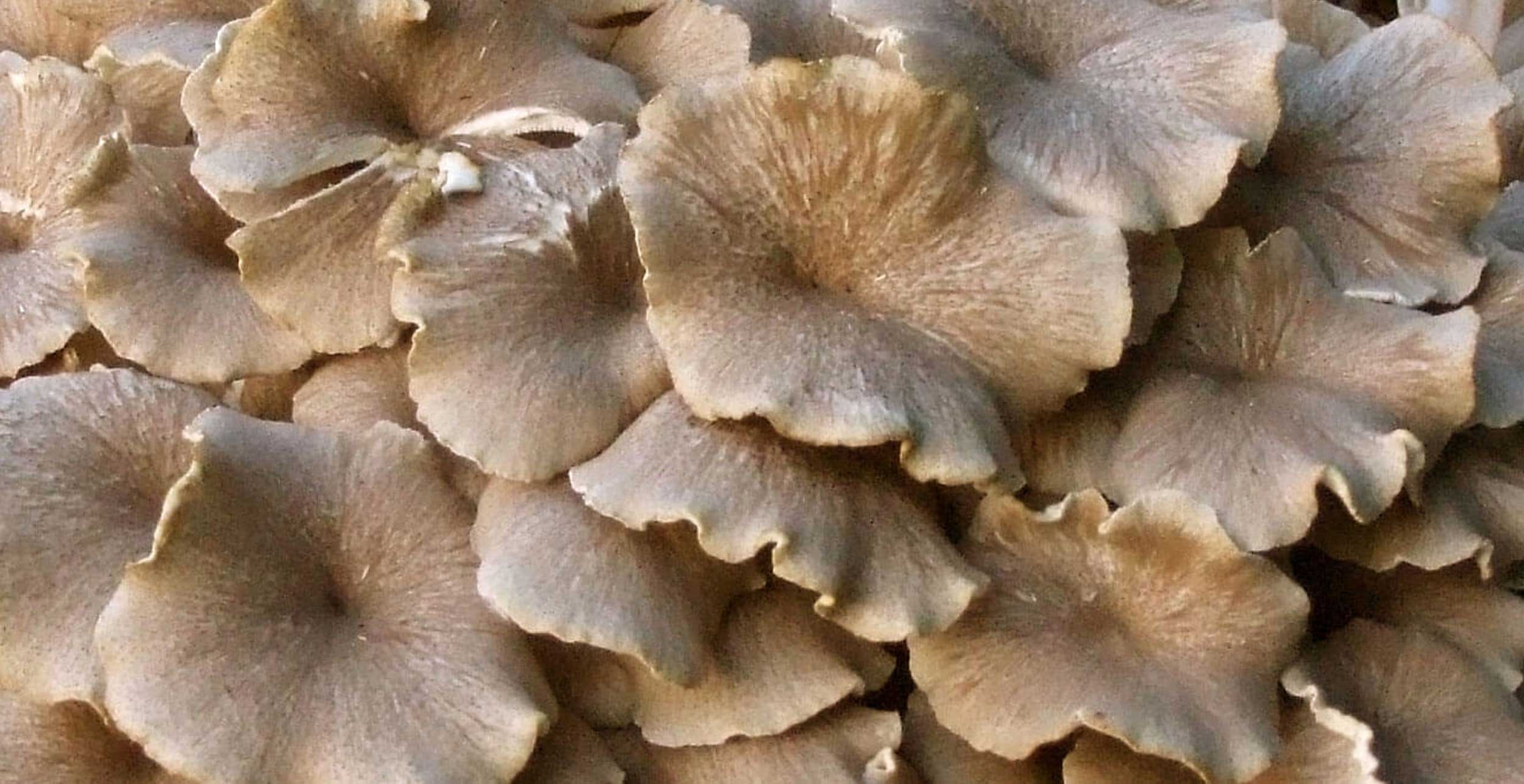 Champignon polyporus umbellatus