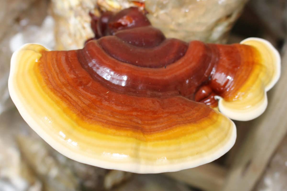 Carpophore champignon reishi