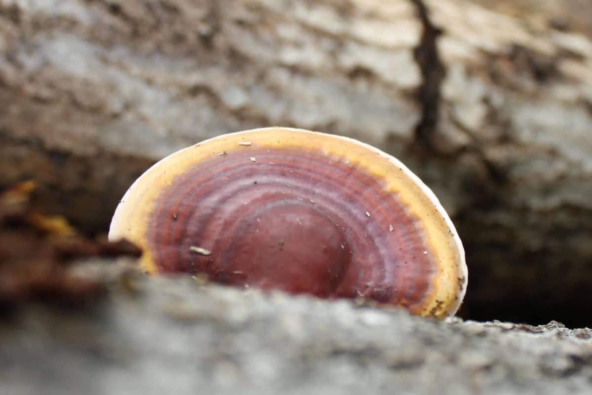 Ganoderma lucidum sporophore sur tronc