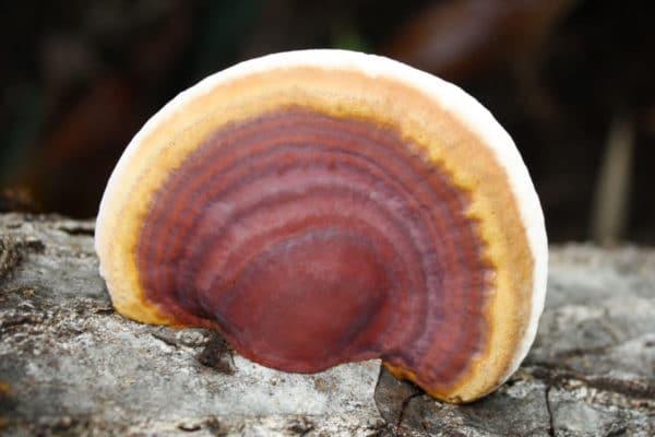 Reishi sur tronc