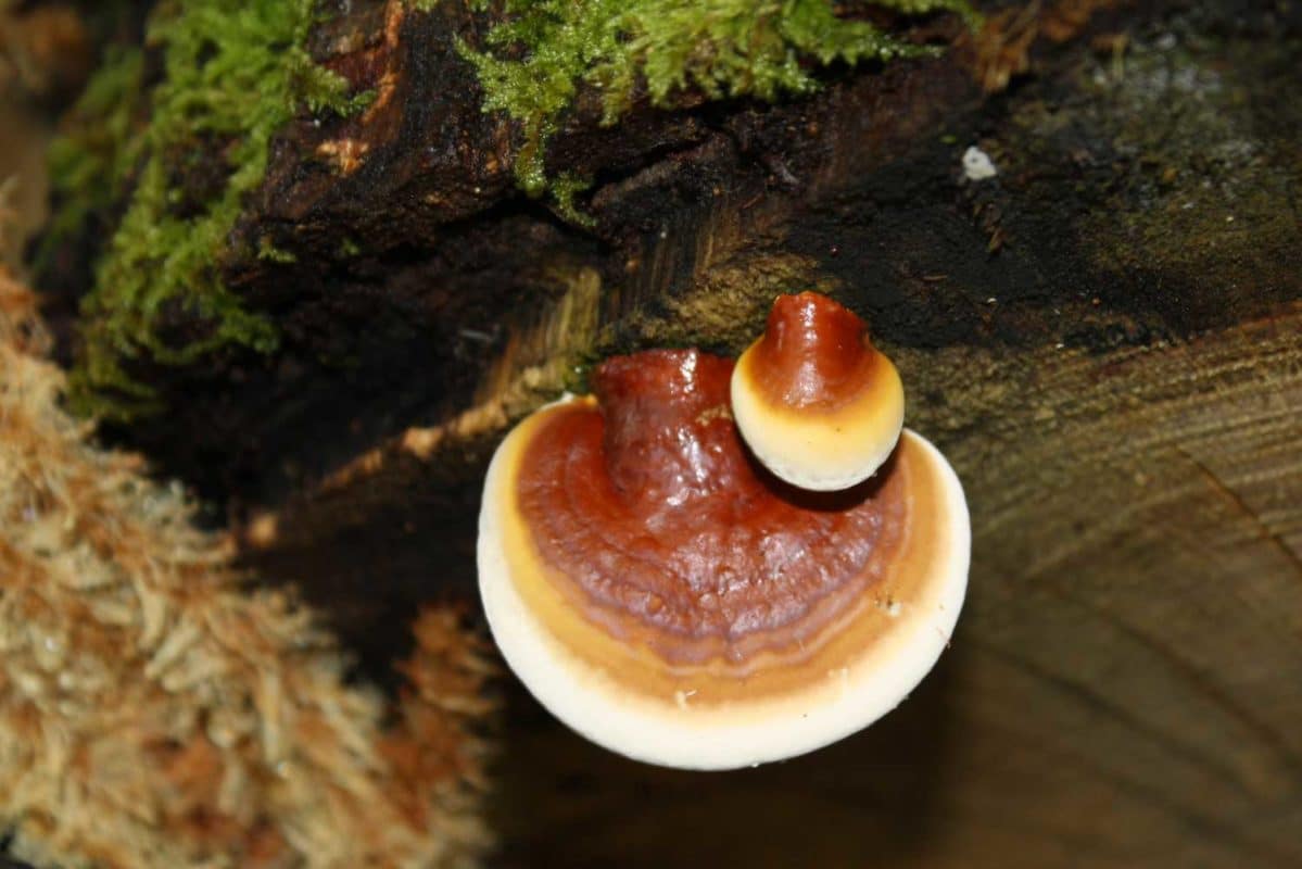 Champignon médicinal forêt