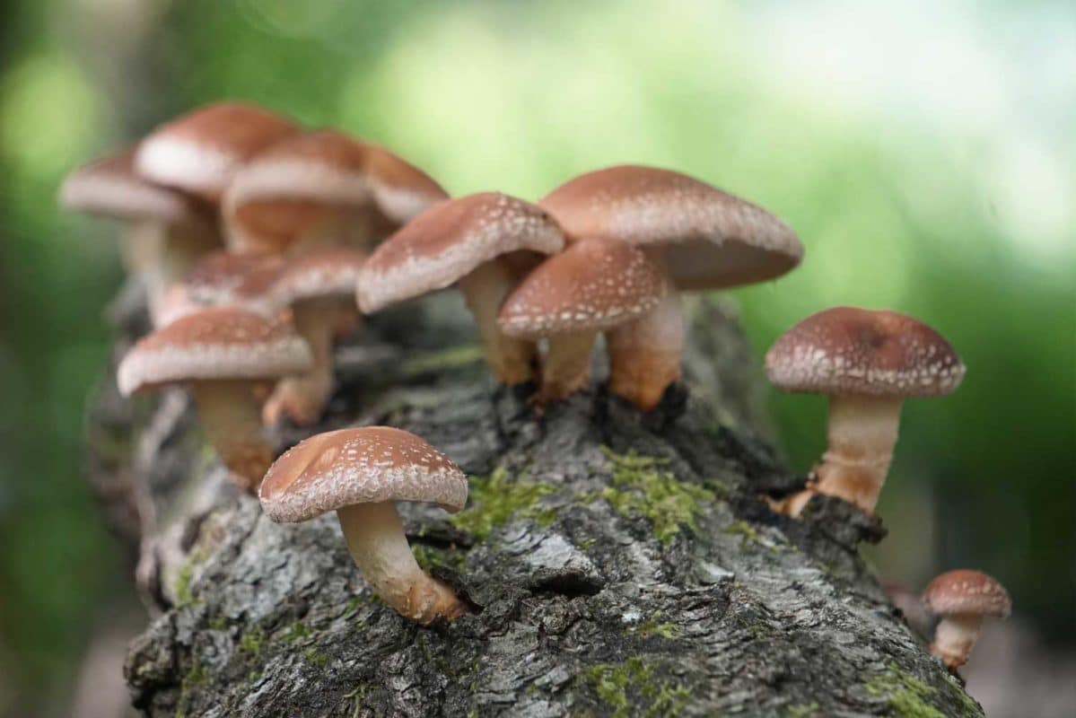 lentin du chêne sur le bois