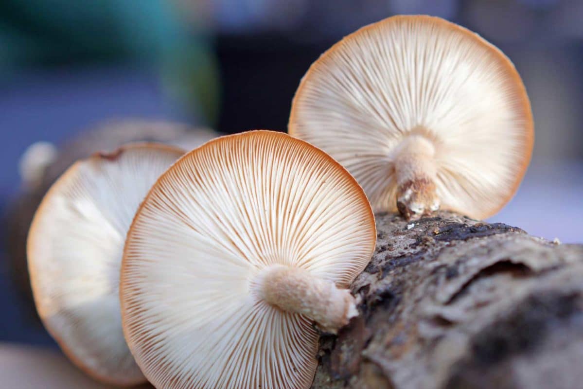 lamelles de shiitake sur rondin