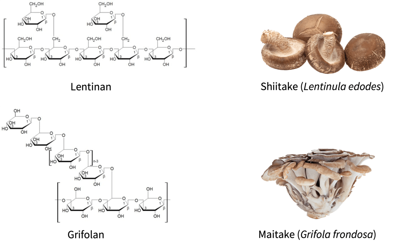 beta glucanes fongiques