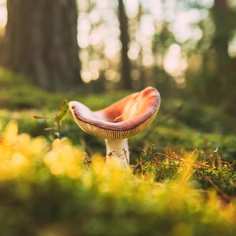 russula emetica rouge